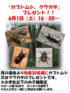 カブトクワガタ2024-6