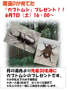 カブトムシプレゼント2025-6